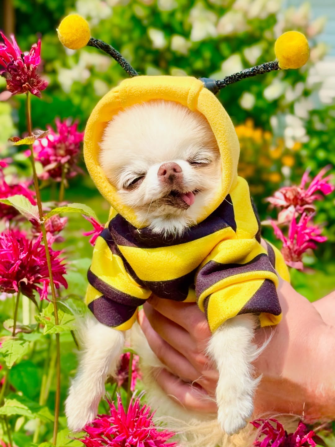 Cute Pet Bee